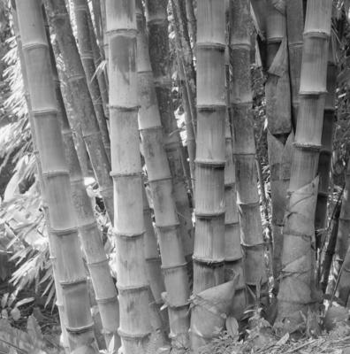 Flora no Sítio Burle Marx