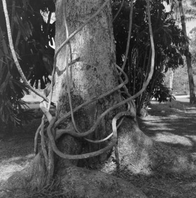 Flora do Jardim Botânico do Rio de Janeiro
