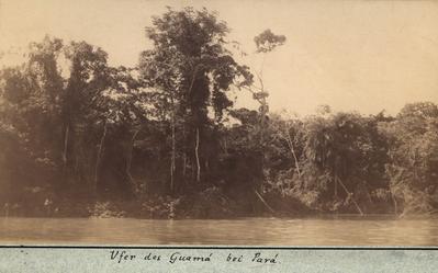 Margem do rio Guamá