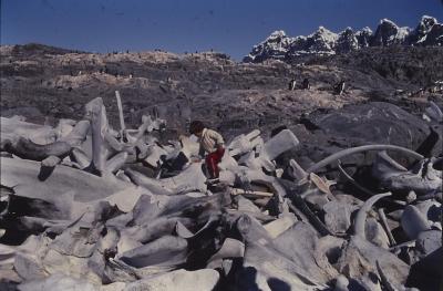 Igor Belli brincando em local com ossos de baleias