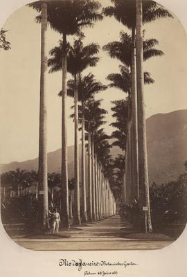 Aleia das palmeiras no Jardim Botânico