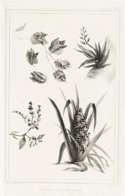 (Plantas da mata virgem)