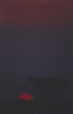 Árvore ao pôr do sol