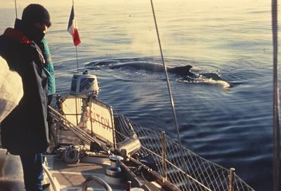 Aventuras de Igor na Antártida