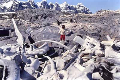 Igor Belli anda próximo às ossadas de baleia