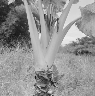 Flora, no Sítio Burle Marx