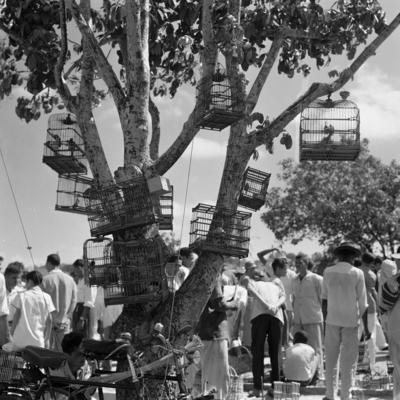 Feira dos Passarinhos