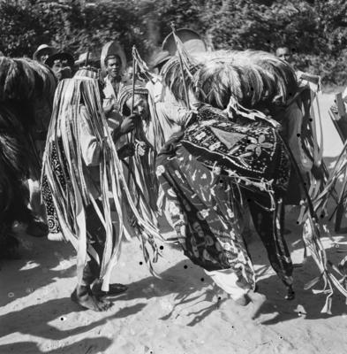 Bumba meu boi, festa popular