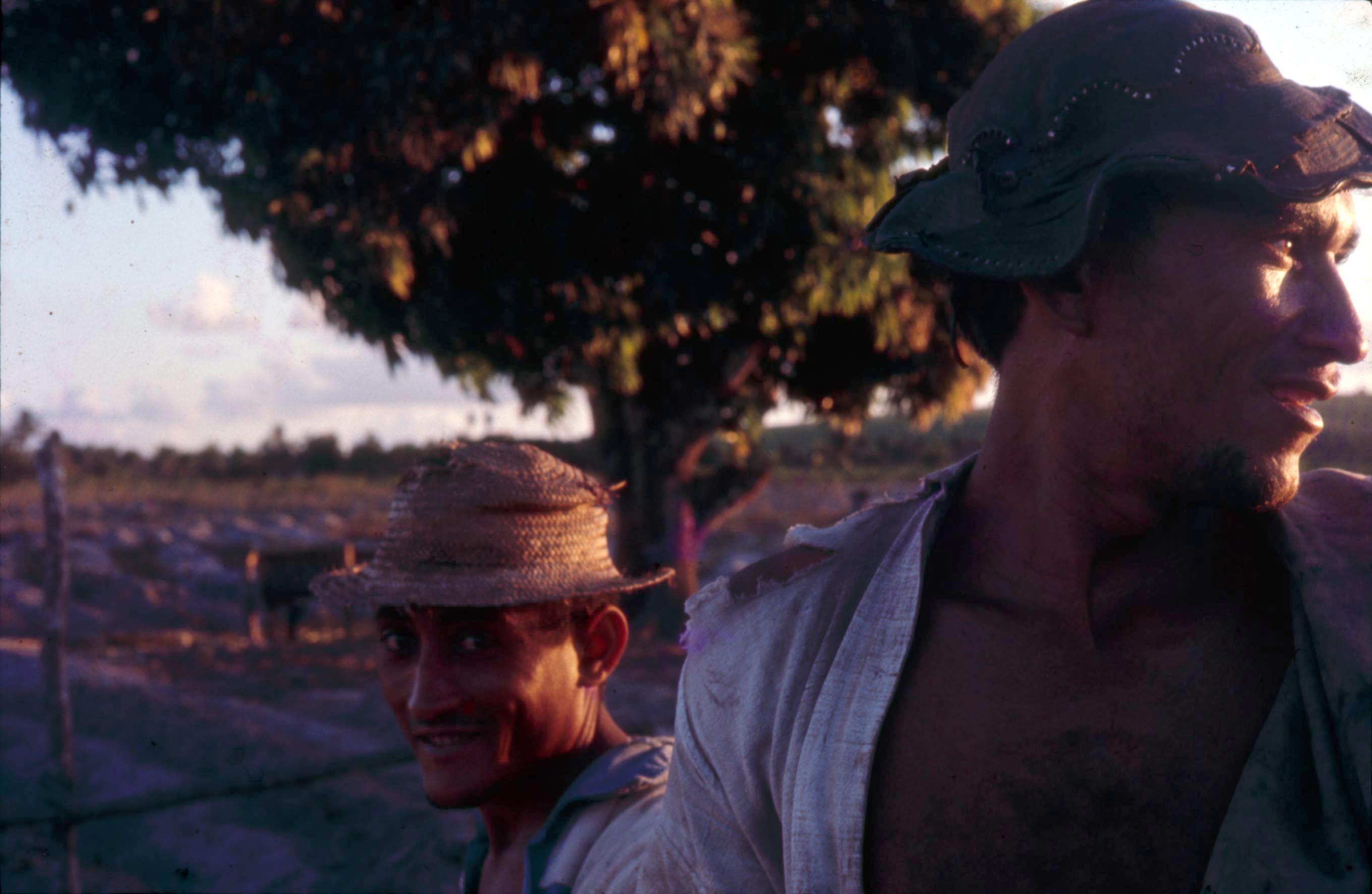 Série Caranguejeiras