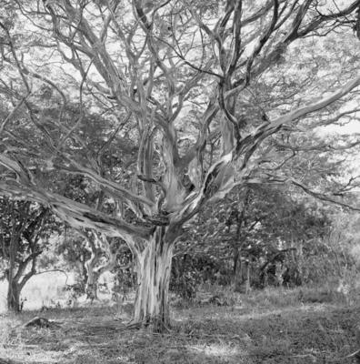 Flora no Sítio Burle Marx
