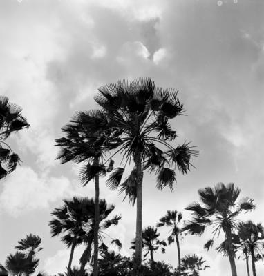 Extração e produção da Carnaúba