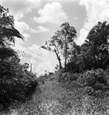 Série "Estrada de Ferro Tocantins"
