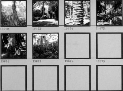 Flora do Jardim Botânico do Rio de Janeiro