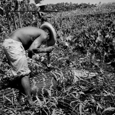 Caça de jacarés na Ilha Mexiana
