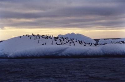 Aventuras de Igor na Antártida