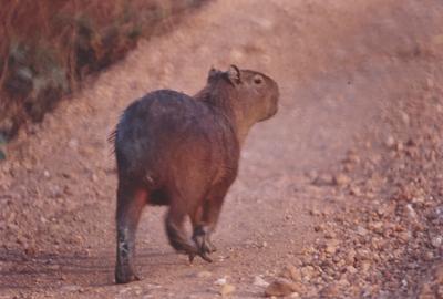 Capivara