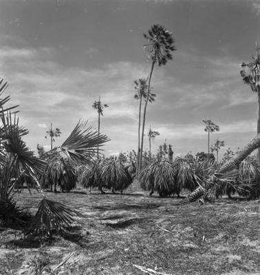 Extração e produção da Carnaúba