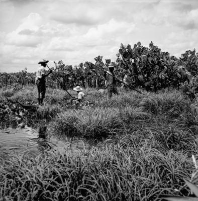 Caça de jacarés na Ilha Mexiana