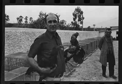 Galos usados para briga de galos