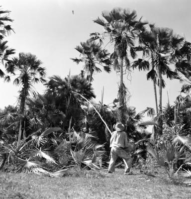 Extração e produção da Carnaúba