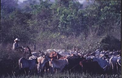 Boiadeiro conduz gado, rebanho