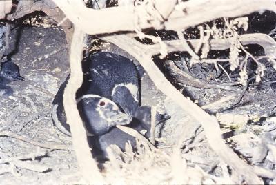 Aventuras de Igor na Antártida