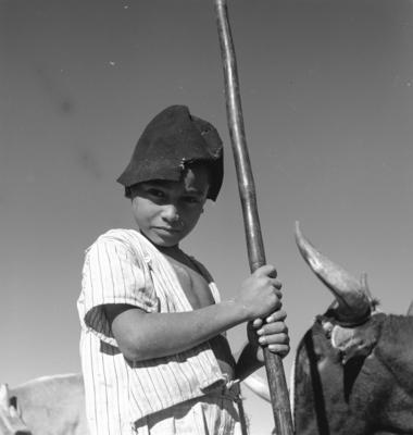 Menino ao lado de boi