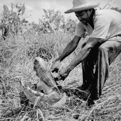 Caça de jacarés na Ilha Mexiana