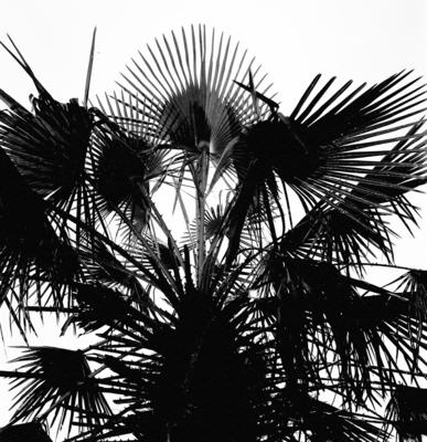 Extração e produção da Carnaúba