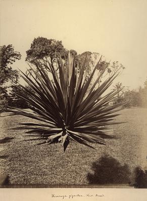 Fourcroya gigantea (piteira ou agave) no Jardim Botânico