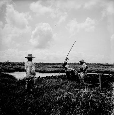 Caça de jacarés na Ilha Mexiana