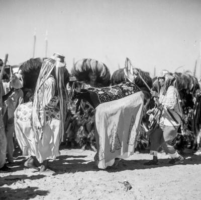 Bumba meu boi, festa popular