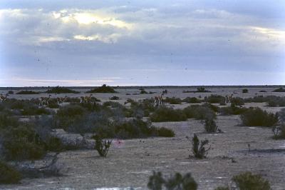 Aventuras de Igor na Antártida