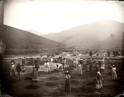 Homens, mulheres e crianças, possivelmente escravizados, e o administrador (ou feitor) trabalham em terreiro de secagem de café