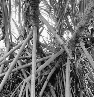 Flora no Sítio Burle Marx