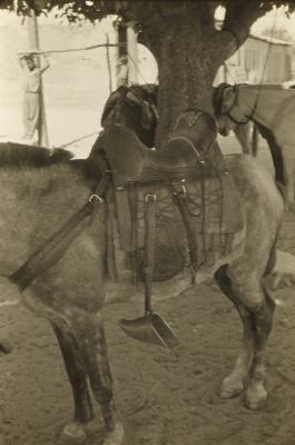 Proximidades do rio São Francisco, no trajeto entre Pirapora (MG) e Juazeiro (BA)