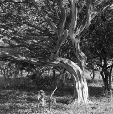 Flora no Sítio Burle Marx