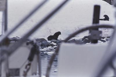 Aventuras de Igor na Antártida