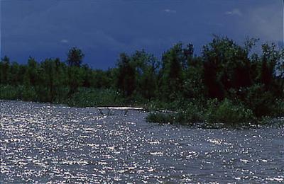 Série Amazonas - Vegetação