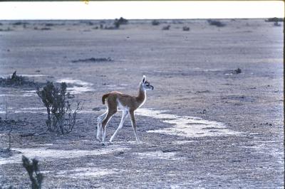 Aventuras de Igor na Antártida