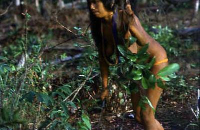 Série Xingu - Colheita da mandioca