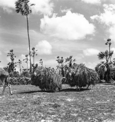 Extração e produção da Carnaúba, jumentos