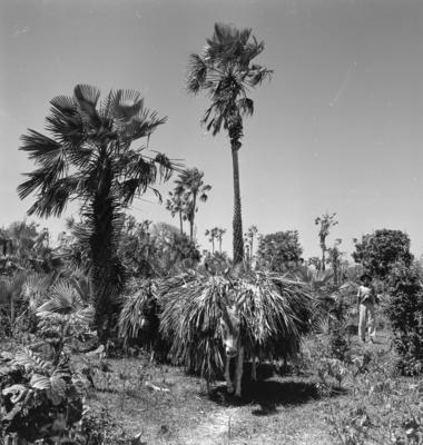 Extração e produção da Carnaúba