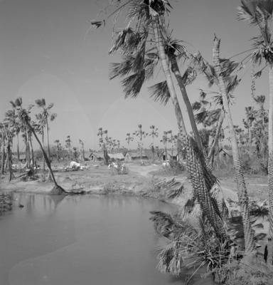 Extração e produção da Carnaúba