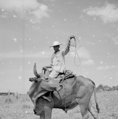 Vaqueiro - Ilha Mexiana