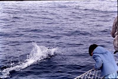 Aventuras de Igor na Antártida