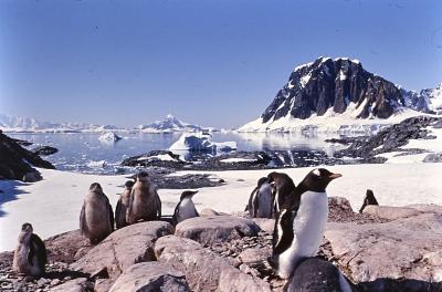 Aventuras de Igor na Antártida