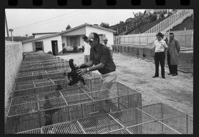 Galos usados para briga de galos