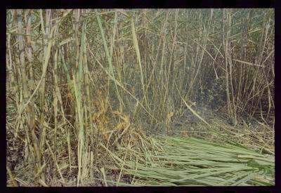 Produção de filme institucional sobre usinas de açúcar