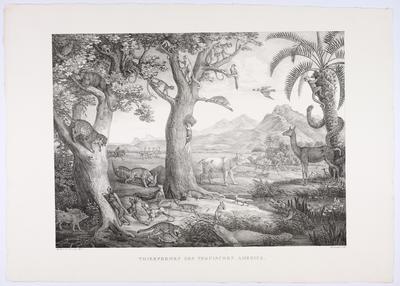 (Formas de animais da América Tropical)